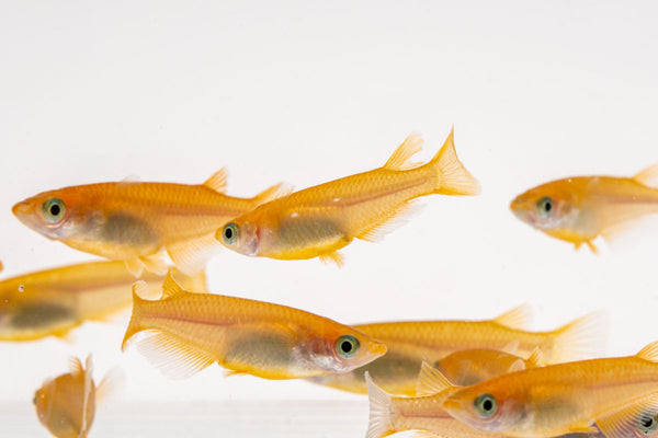 Pink Ricefish – Bay Bridge Aquarium