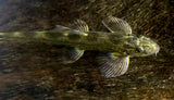 Spotted Lizard Loach