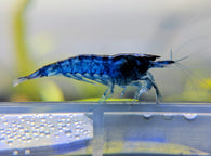 Blue Velvet Shrimp