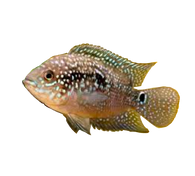 Jack Dempsey Cichlid