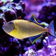 Crosshatch Triggerfish