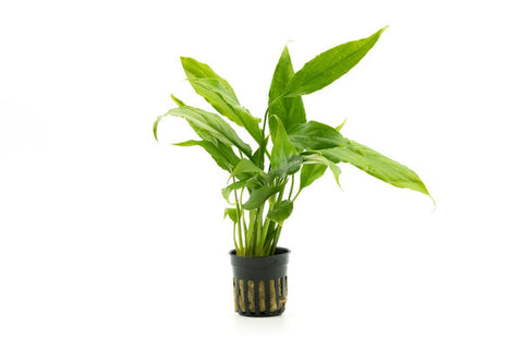 Spathiphyllum Vallishi - Peace Lily