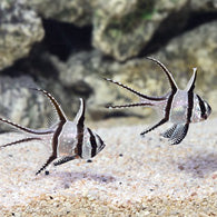 Banner Cardinalfish - Bay Bridge Aquarium and Pet