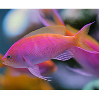 Bartlett Anthias - Bay Bridge Aquarium and Pet