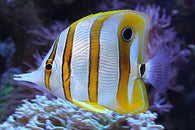 Copperband Butterflyfish