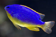 Fiji Blue Devil Damselfish