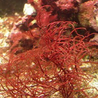 Gracilaria Red