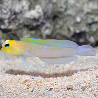 Jawfish Yellowhead