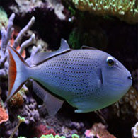 Red Tail Triggerfish