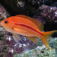 Red Stripe Anthias