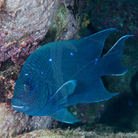 Giant Damselfish