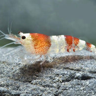 Red Crystal Shrimp