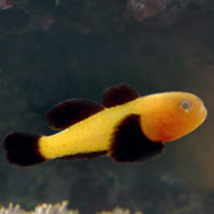 Panda Goby