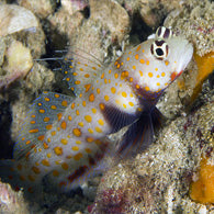 Orange Spotted Prawn Goby