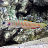 Zebra Barred Dartfish