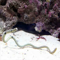 Spotted Garden Eel