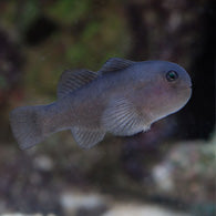 Black Clown Goby - Bay Bridge Aquarium and Pet