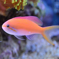 Carberryi Anthias - Bay Bridge Aquarium and Pet