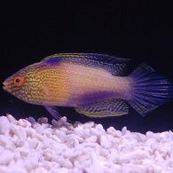 Golden Rhomboidalis Wrasse