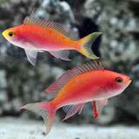 Randall's Anthias