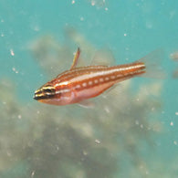 Red-striped cardinalfish