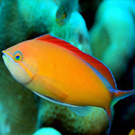 Flame Anthias