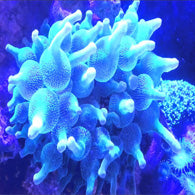 Green Bulb Anemone