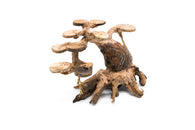 Bonsai Aquarium Driftwood - Small Bonsai Driftwood 440S