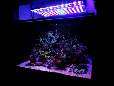 Aquarium LED Lighting • Orphek Reef Aquarium LED Lighting