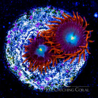 ECC Light Seaker Zoanthid Frag