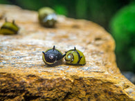 Zebra Thorn Snail