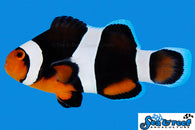 Black Photon Clownfish - Bay Bridge Aquarium and Pet