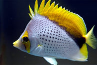 Declives Butterflyfish