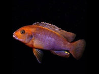 Rusty Cichlid