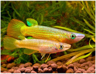 Golden Wonder Killifish