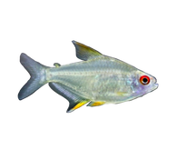 Lemon Tetra