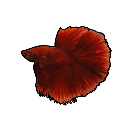 orange male betta fish
