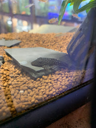 Green Spot Ancistrus Pleco L349