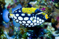 Clown Triggerfish - Bay Bridge Aquarium and Pet