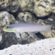 Golden-headed Sleeper Goby