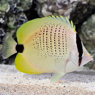 Lemon / millet seed butterfly fish