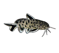 Dwarf Petricola Catfish