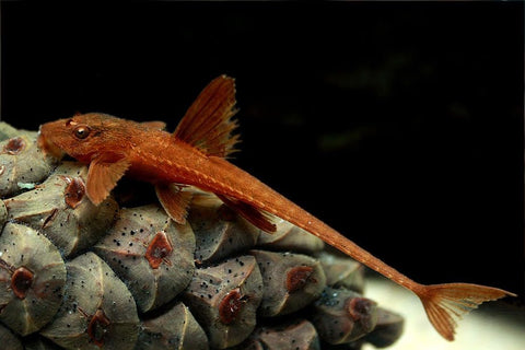 Red Whiptail Cat