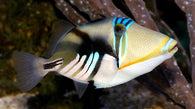 Humu Picasso Triggerfish