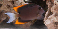 Flame Fin Tomini Tang