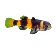 Bumblebee Goby (Saltwater)