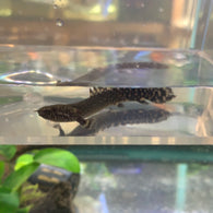 Ornate Bichir