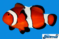 Ocellaris Clownfish