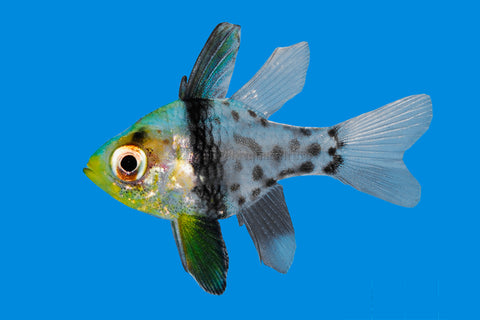 Pajama Cardinalfish