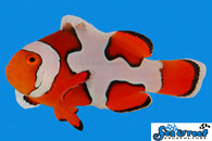 Premium Picasso Clownfish